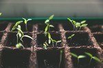 Canva-Green-Plant-Sprout-150x100-1